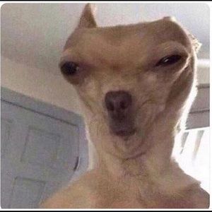 Meet your Posher, Cesar